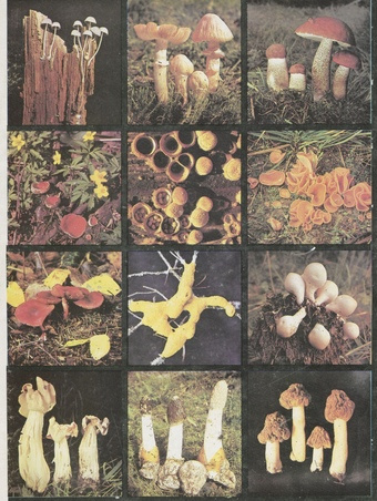 Выставка грибов : путеводитель 